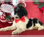 Small Photo #4 Poodle (Standard) Puppy For Sale in LANCASTER, PA, USA