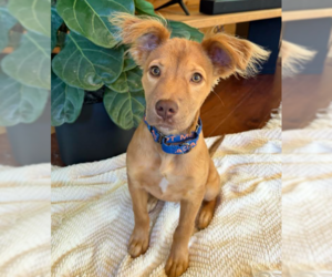 Golden Retriever-Unknown Mix Dogs for adoption in Brooklyn Center, MN, USA
