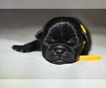 Small #2 Pug