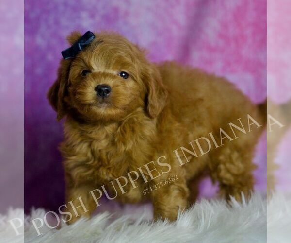 Medium Photo #5 Goldendoodle (Miniature) Puppy For Sale in WARSAW, IN, USA