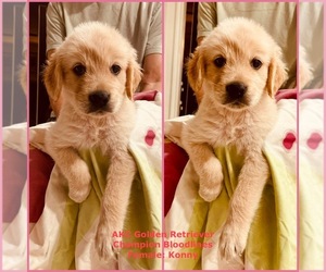 Golden Retriever Puppy for Sale in SUGAR LAND, Texas USA