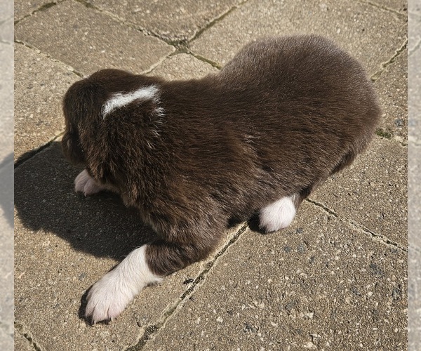 Medium Photo #2 Australian Shepherd Puppy For Sale in NELSON, VA, USA