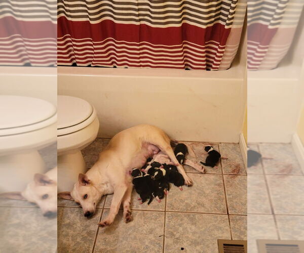 Medium Photo #3 Mutt Puppy For Sale in Aurora, IN, USA