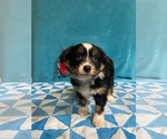 Small Photo #5 Australian Shepherd Puppy For Sale in CENTER, KY, USA