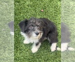 Small #2 Mutt