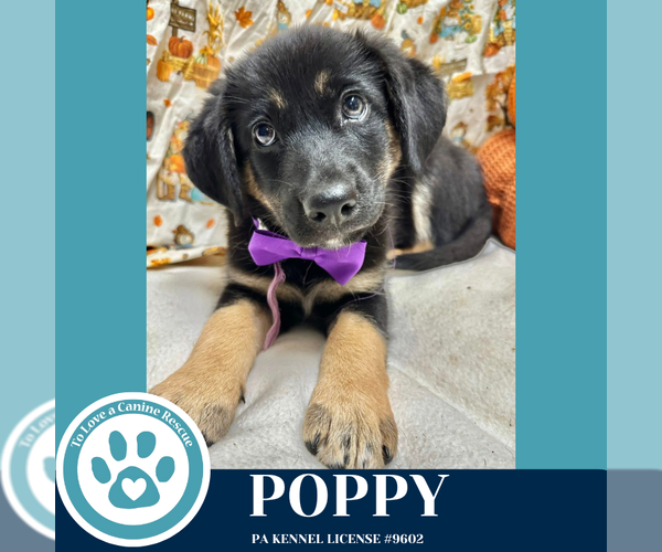 Medium Photo #4 German Shepherd Dog-Unknown Mix Puppy For Sale in Kimberton, PA, USA