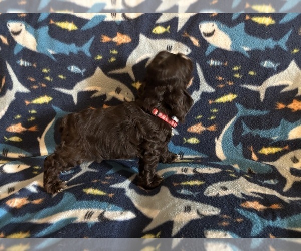 Medium Photo #54 Cocker Spaniel Puppy For Sale in COLBERT, GA, USA