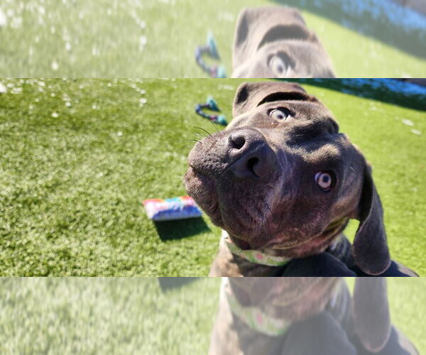 Medium Photo #1 Labrador Retriever-Unknown Mix Puppy For Sale in Chestertown, MD, USA