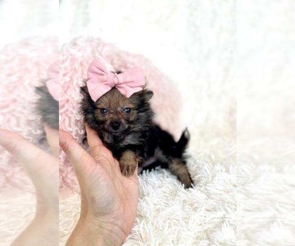 Medium Photo #11 Pomeranian Puppy For Sale in BOCA RATON, FL, USA