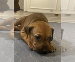Small Photo #7 Rhodesian Ridgeback Puppy For Sale in KELLER, TX, USA
