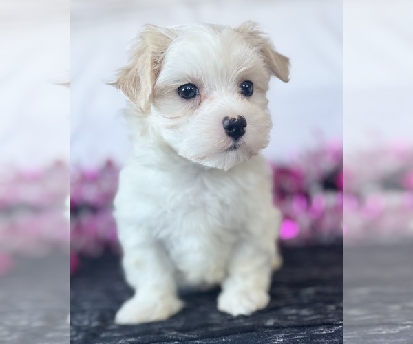 Medium Photo #8 Maltese Puppy For Sale in ROCK STREAM, NY, USA