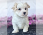 Small #7 Maltese