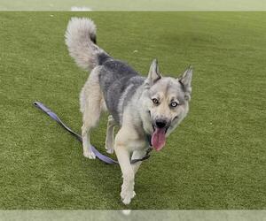 Siberian Husky Dogs for adoption in Martinez, CA, USA