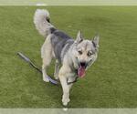 Small Siberian Husky