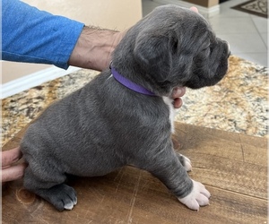 Cane Corso Puppy for Sale in CORONA, California USA