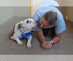Small #2 American Pit Bull Terrier Mix