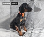 Small #4 Doberman Pinscher