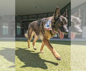 Medium German Shepherd Dog