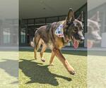 Small German Shepherd Dog