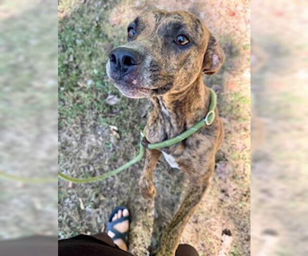 Medium Photo #1 Mountain Cur-Unknown Mix Puppy For Sale in Sparta, TN, USA