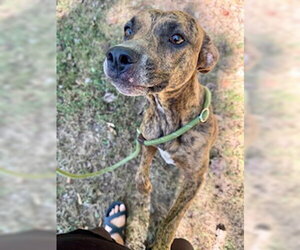 Mountain Cur-Unknown Mix Dogs for adoption in Sparta, TN, USA