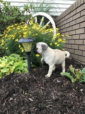 Pug Puppy for sale in MILLERSBURG, OH, USA