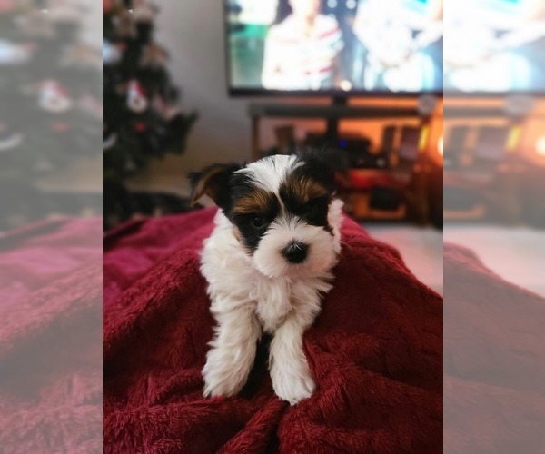 Medium Photo #6 Yorkshire Terrier Puppy For Sale in FT WORTH, TX, USA