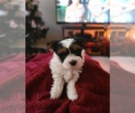 Small #5 Yorkshire Terrier