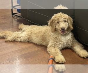 Aussiedoodle Miniature -Poodle (Standard) Mix Puppy for Sale in COLLINSVILLE, Mississippi USA