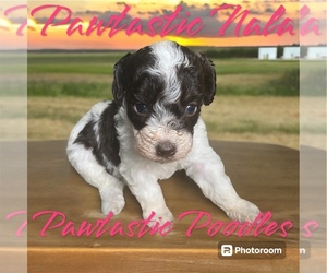 Poodle (Toy) Puppy for Sale in SNELLVILLE, Georgia USA