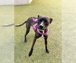 CINNAMON - Female Mutt Dog for Adoption - Small photo