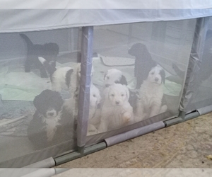 Sheepadoodle Puppy for sale in WARSAW, VA, USA