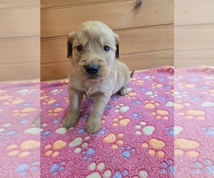 Golden Retriever Puppy for sale in WILLIAMSTOWN, KY, USA