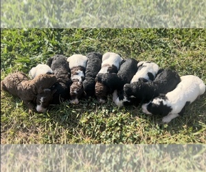 Golden Mountain Doodle Puppy for sale in KNOXVILLE, TN, USA