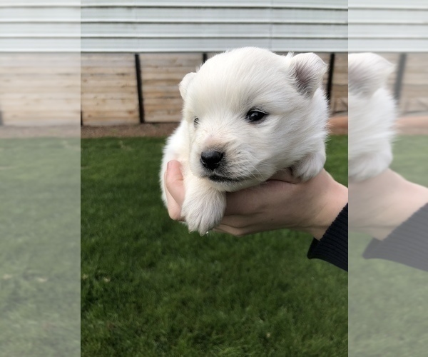 Medium Photo #11 Miniature American Eskimo Puppy For Sale in OREGON CITY, OR, USA