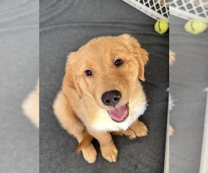 Golden Retriever Puppy for sale in SPRINGFIELD, GA, USA