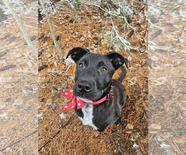 Medium Photo #3 Labrador Retriever-Unknown Mix Puppy For Sale in Rockaway, NJ, USA