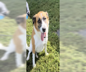 Piper - Female Australian Shepherd-Beagle Mix Dog for Adoption - Photo #5