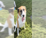 Small #4 Australian Shepherd-Beagle Mix