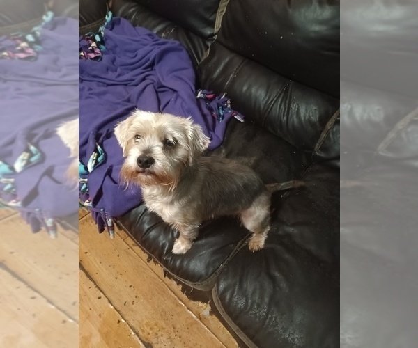 Medium Photo #6 Yorkshire Terrier Puppy For Sale in JOHNSTOWN, PA, USA