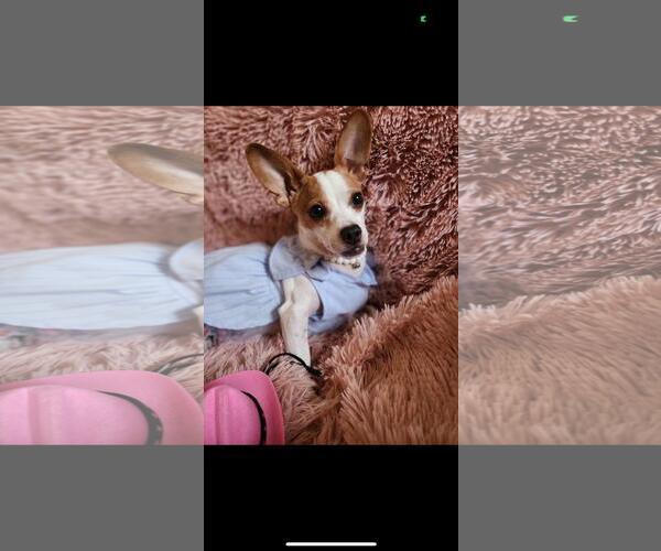 Medium Photo #2 Chihuahua-Unknown Mix Puppy For Sale in Hayward, CA, USA