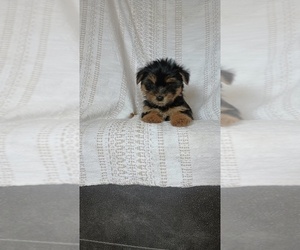 Medium Yorkshire Terrier