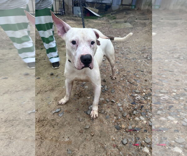 Medium Photo #1 American Staffordshire Terrier-Unknown Mix Puppy For Sale in Jackson, MS, USA