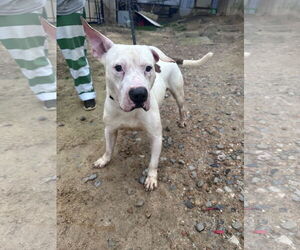 American Staffordshire Terrier-Unknown Mix Dogs for adoption in Jackson, MS, USA