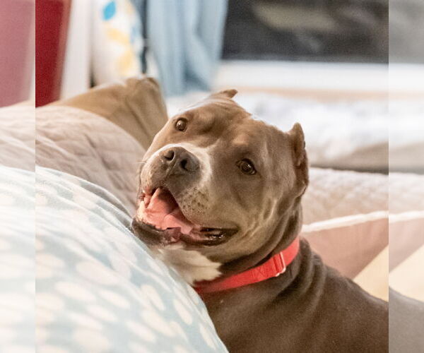 Medium Photo #18 American Pit Bull Terrier-Unknown Mix Puppy For Sale in Princeton, MN, USA