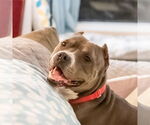 Small #17 American Pit Bull Terrier Mix