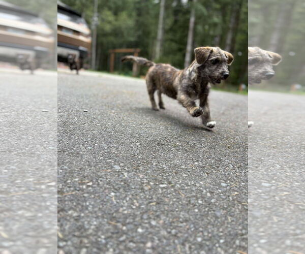 Medium Photo #4 Dachshund-Unknown Mix Puppy For Sale in Arlington, WA, USA