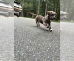 Small #3 Dachshund Mix