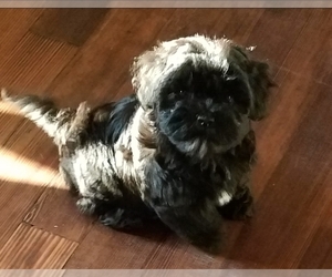 Mother of the Havanese puppies born on 06/07/2025
