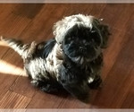 Small Photo #1 Havanese Puppy For Sale in VERNONIA, OR, USA